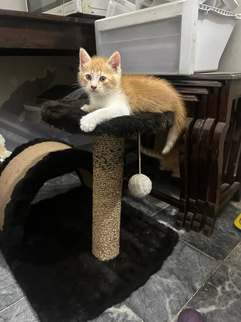 Persian kitten pair 1