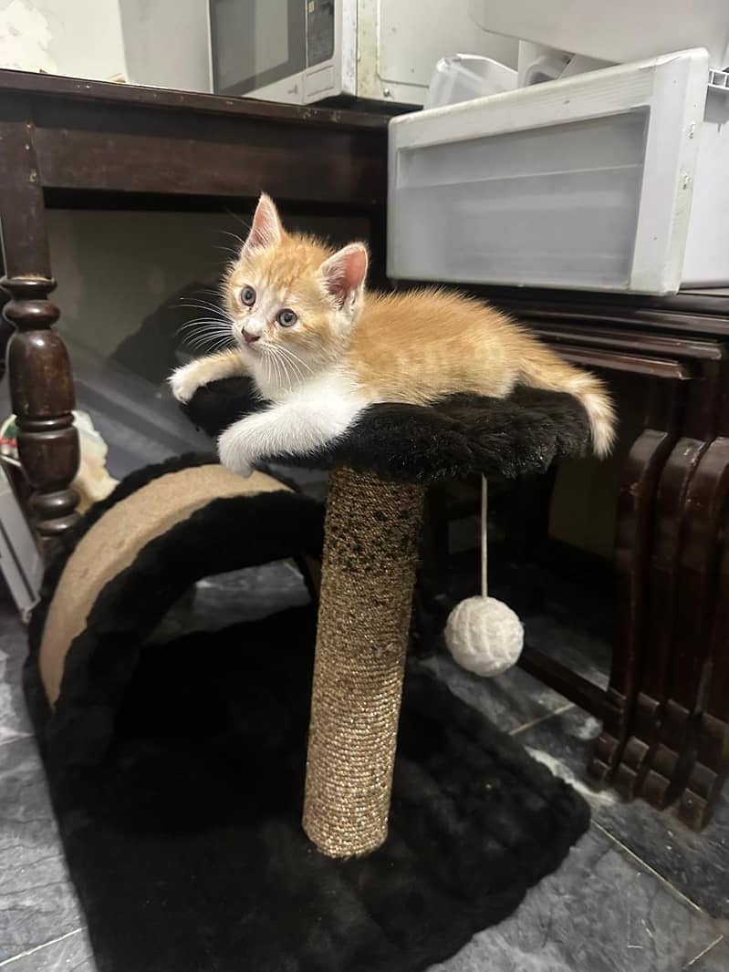 Persian kitten pair 2
