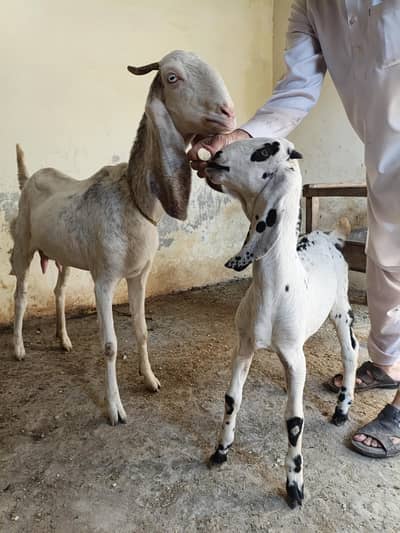 Healthy Bakri with 1 Baby Male Goat for Sale
