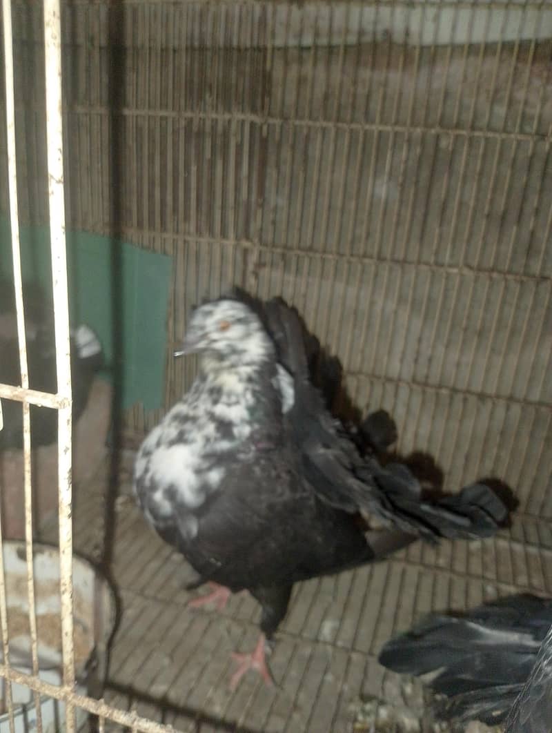 لکے کبوتر 1