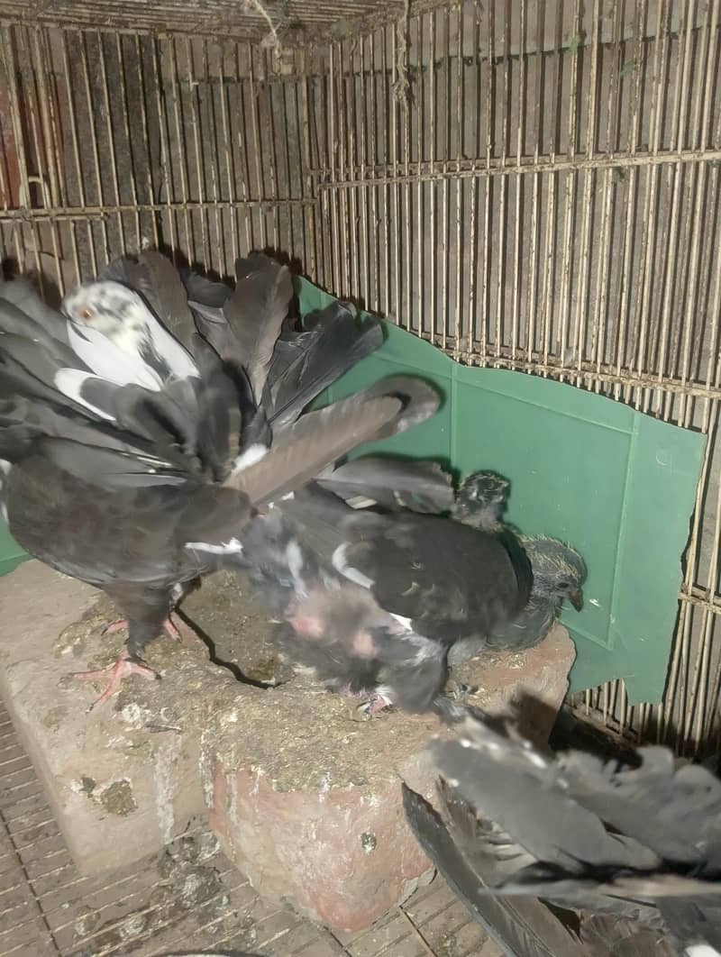 لکے کبوتر 2