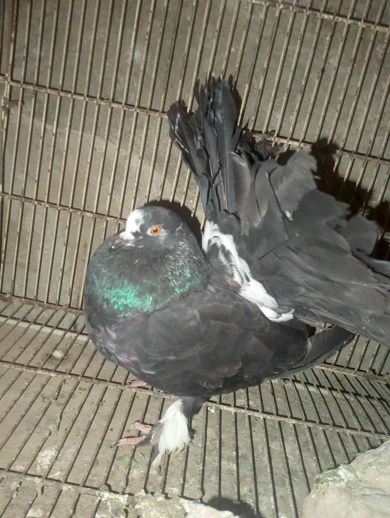 لکے کبوتر 3