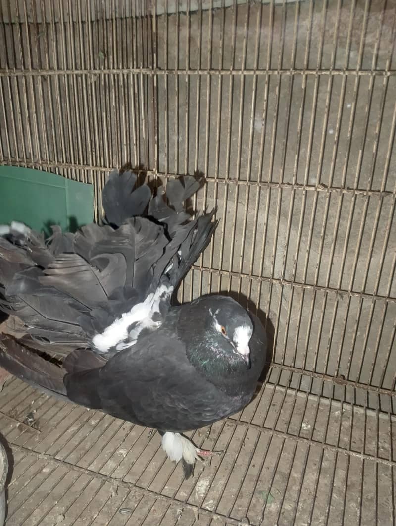 لکے کبوتر 4