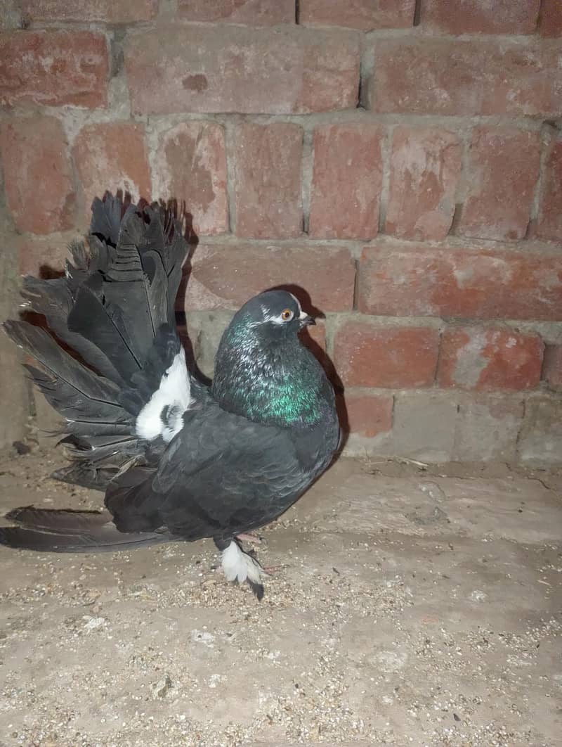 لکے کبوتر 5