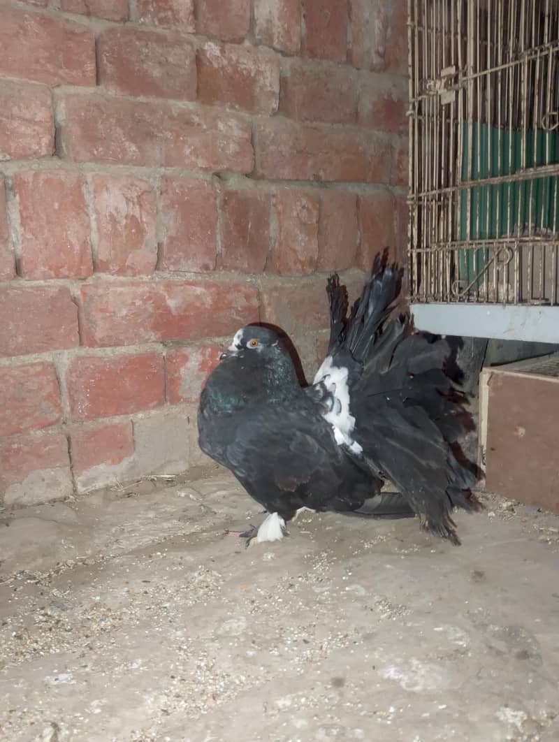 لکے کبوتر 6