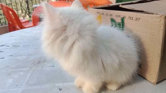 triplle coated female Persian cat odd eyes one green and one blue
