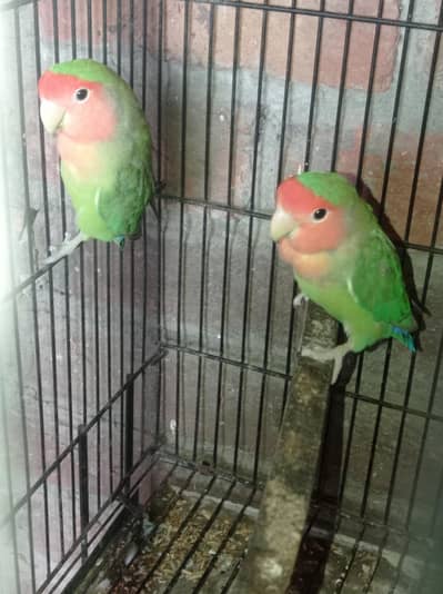 Love bird for sale 03124499315 cntct nmb