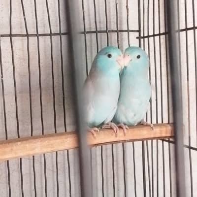 Blue Forpus breader pair