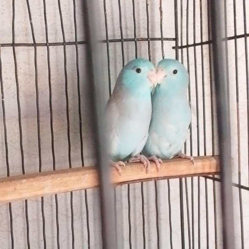 Blue Forpus breader pair 0