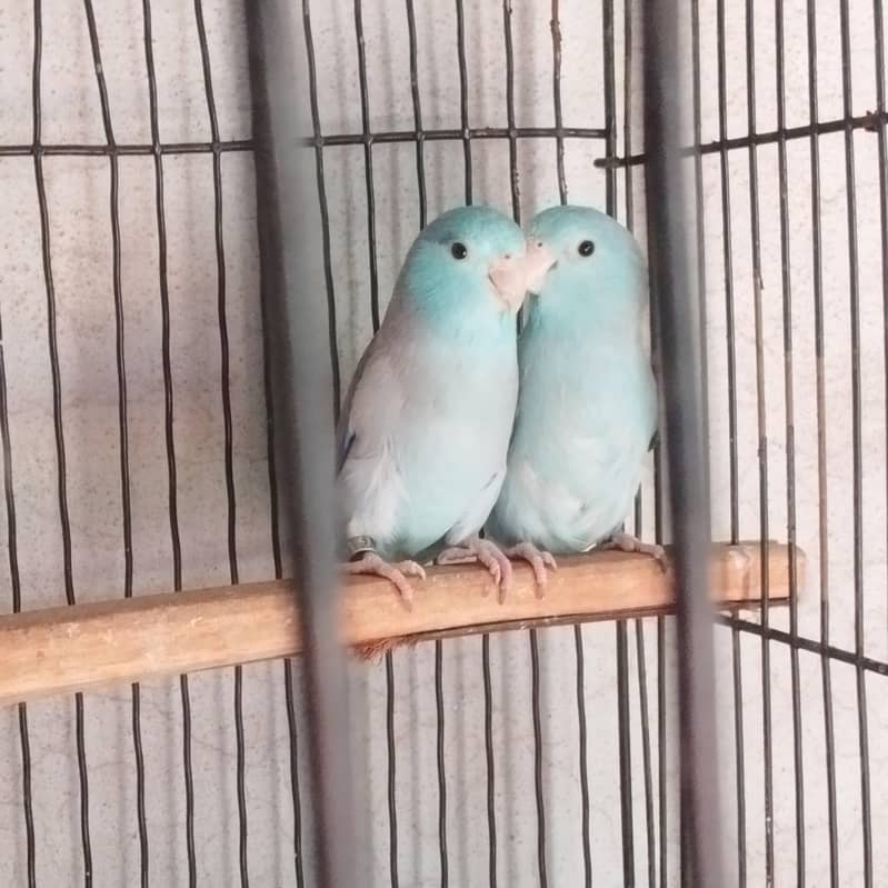 Blue Forpus breader pair 1