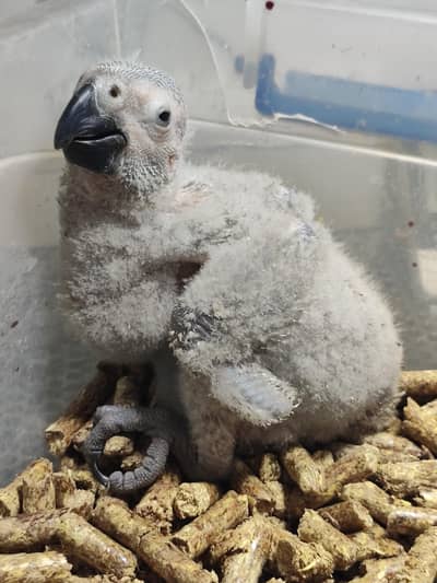 GREY Parrot  Congo size