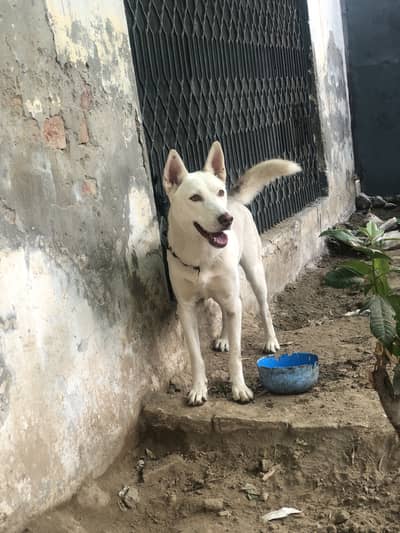 German Shepherd & Siberian Husky Cross For Sale & Exchange