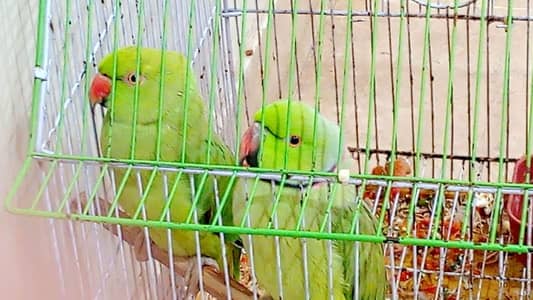 Green parrot pair for sale