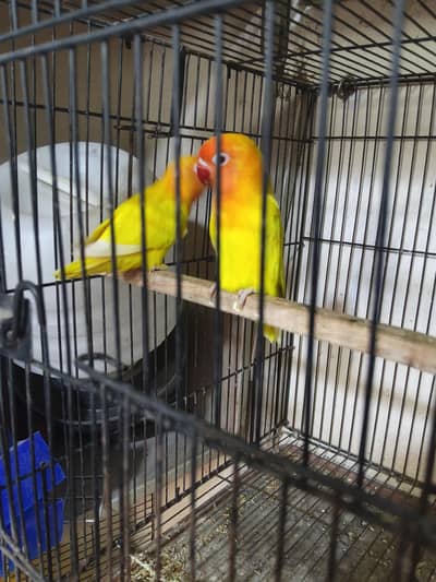 love birds pair for sale