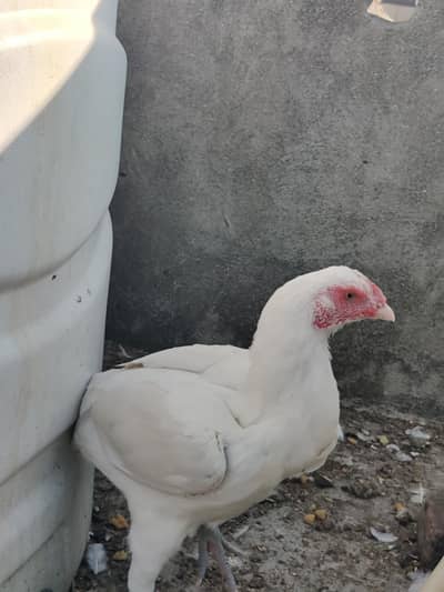 heera aseel female