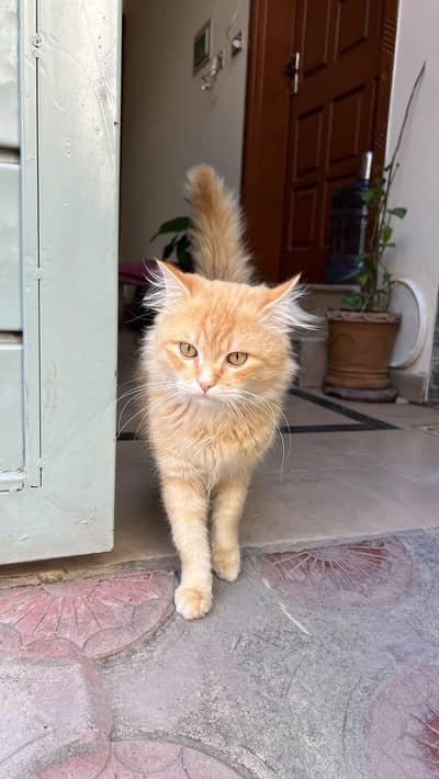 Persian Cat Three Coat Available   Urgent Sale!