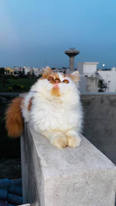 Ginger & white fluffy Beauty