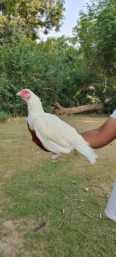Pure Mainwali Heera Female