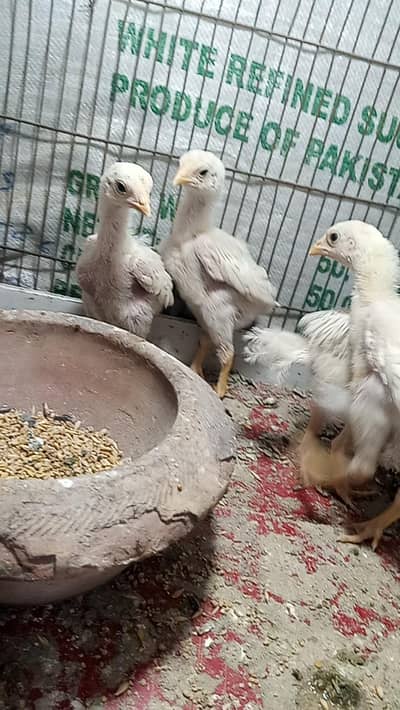 Heera Aseel Chicks