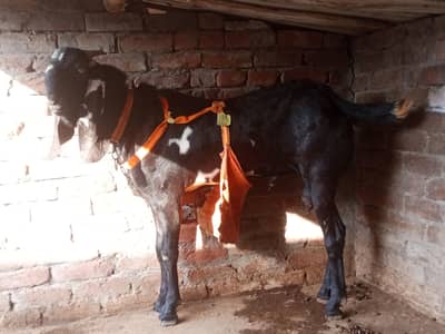 pure amritsari bittal bakra breeder