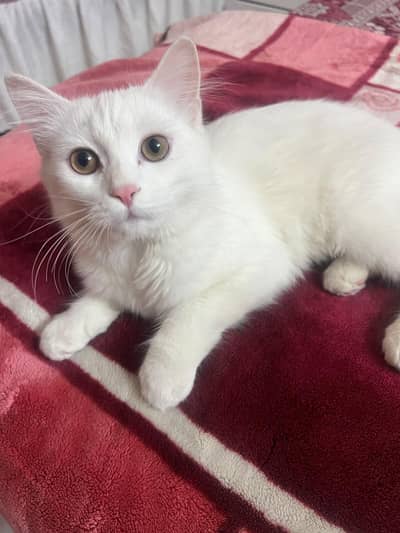 Cat for adoption