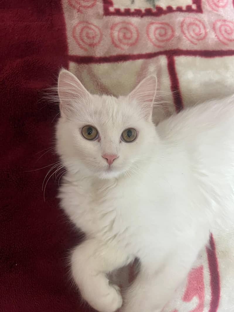 Cat for adoption 1