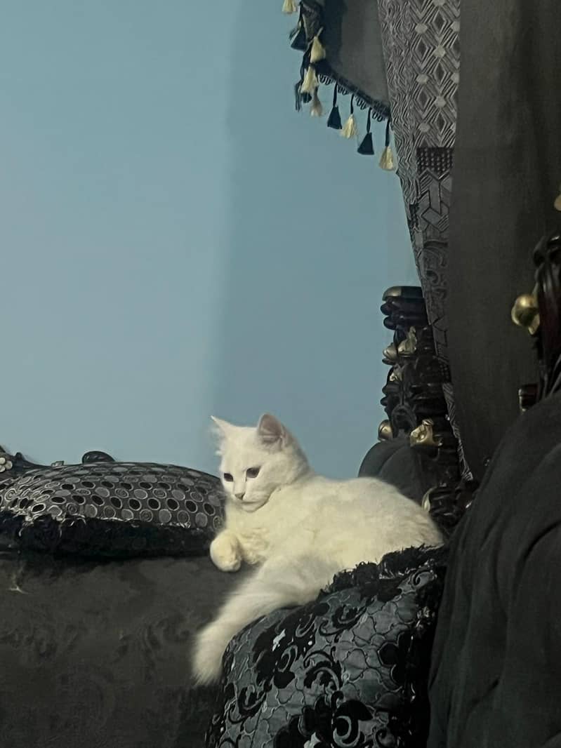 Cat for adoption 2