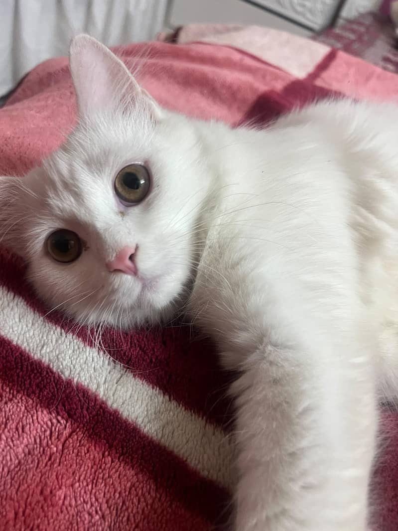 Cat for adoption 3