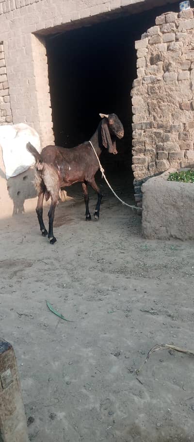 Bakri for sale gaban hy