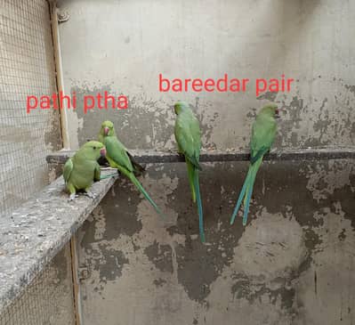 mashallah bareedar pair or in k 1 pta or 2 pathi ya jis ko samj ay rbt