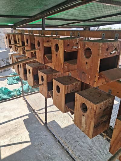 LOVE BIRDS BOXES
