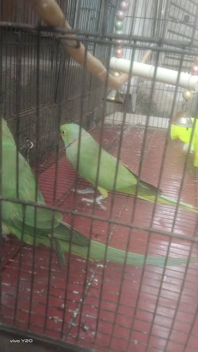 parrots for sale