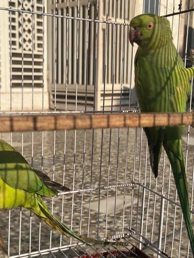 2 parrots with cage 6500