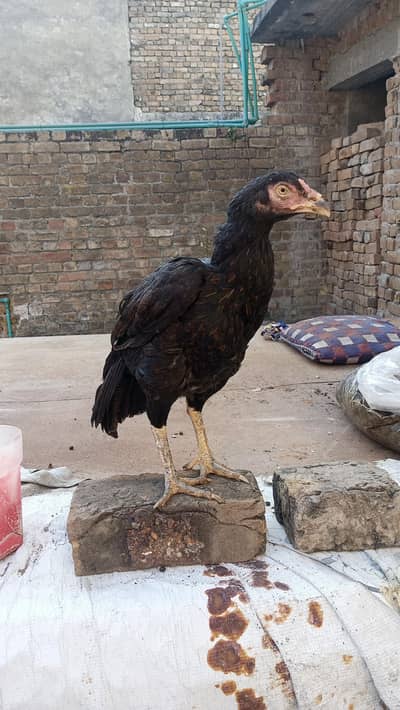 Aseel high quality Zer dum nawab linei pathi