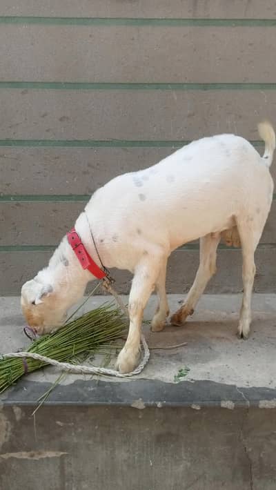 tadi bakra 2 dant