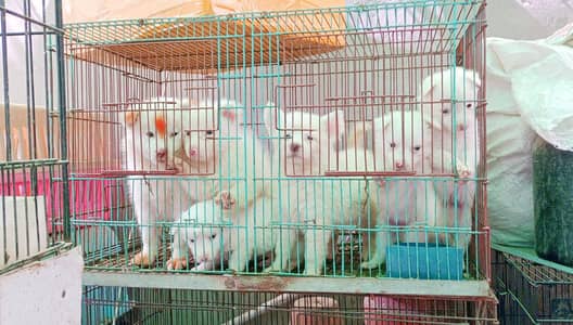 Russian dog pup