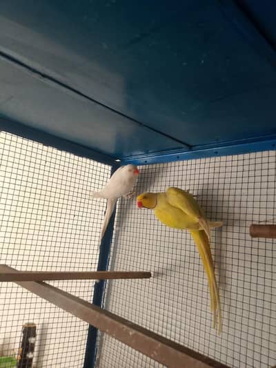 pied male and white female breeder