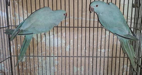 Blue ringneck pair