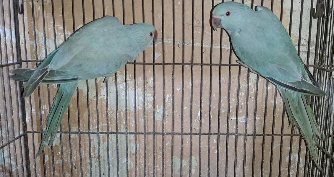 Blue ringneck pair 0
