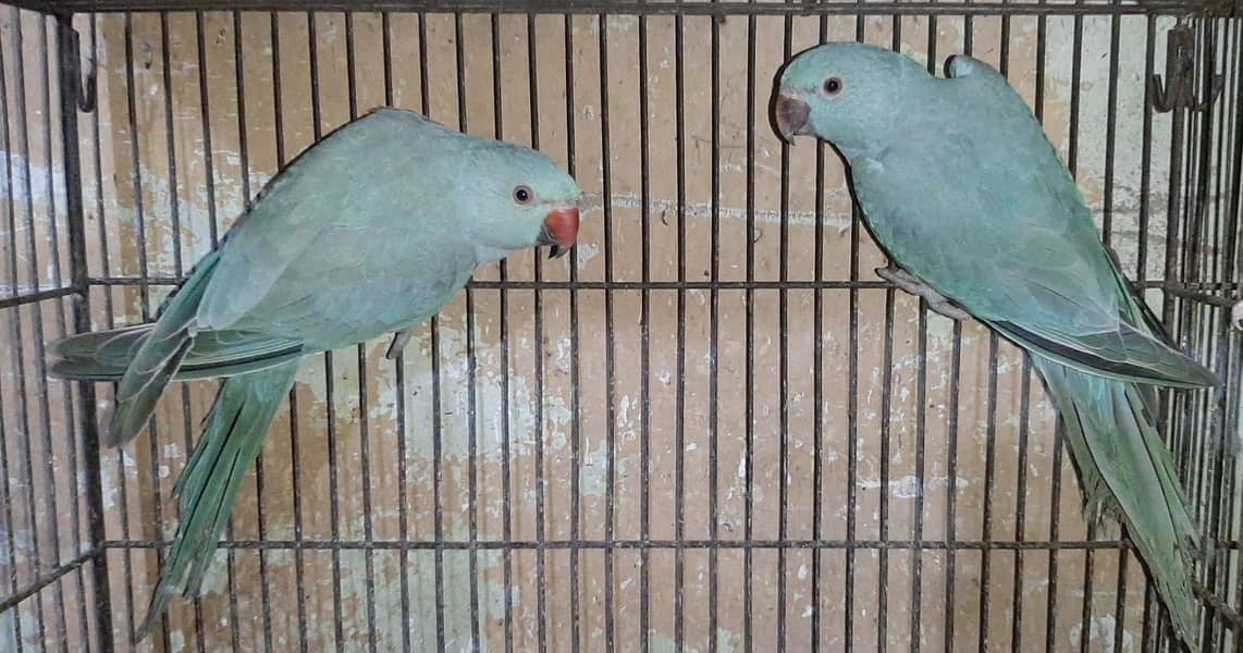 Blue ringneck pair 1