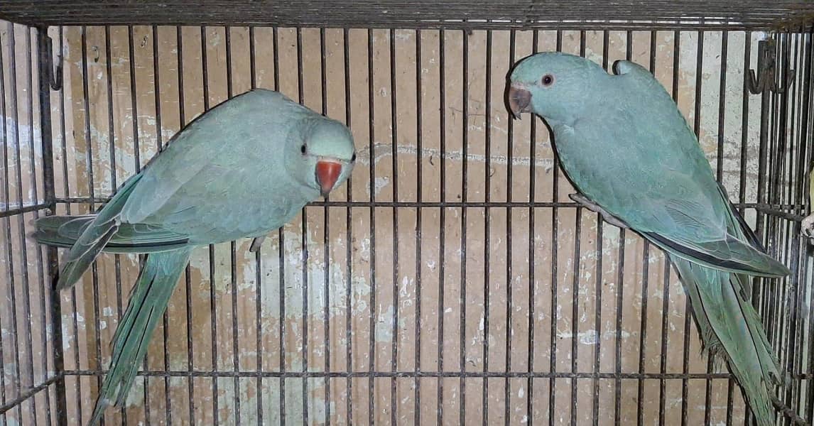 Blue ringneck pair 2