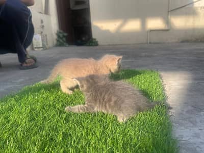 persion cat and kittens pair for sale