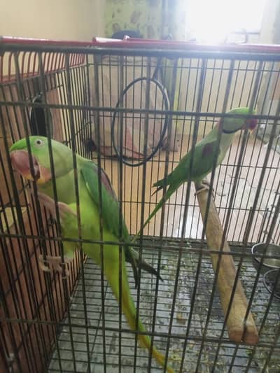 4 year adult pair breed Hand tame female