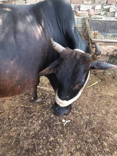 Cow for Sale