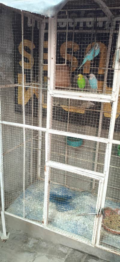birds cage