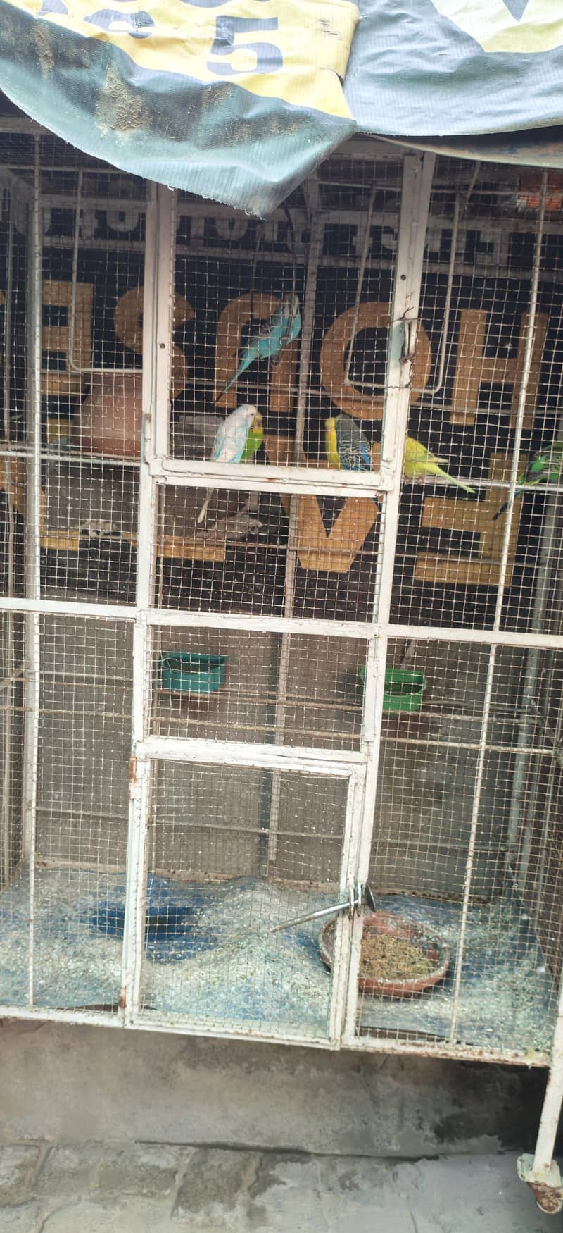 birds cage 2