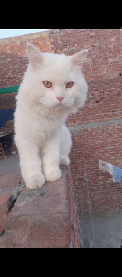 Male Persian Cat – 1.5 Years – Vaccinated – Rs. 10,000