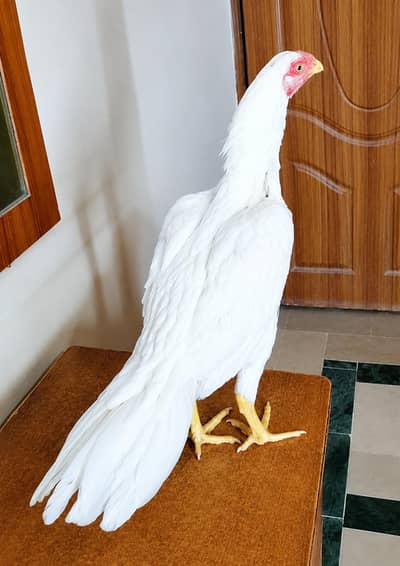 Parrot Female 03100024337