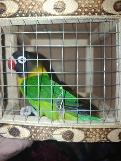quality bird