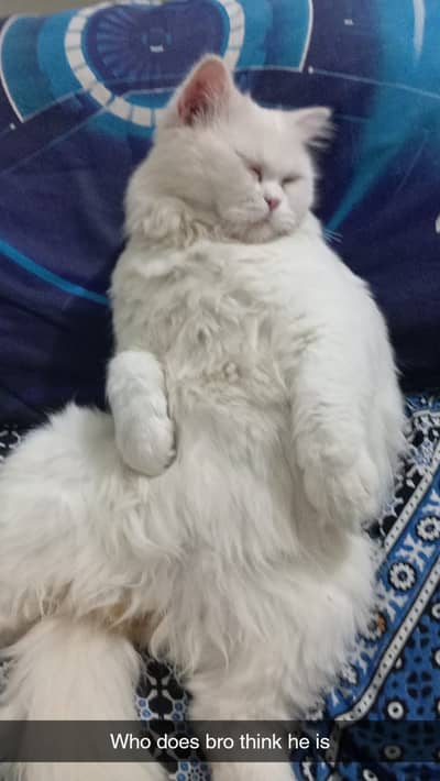 Dookie Persian Cat Tripple Coat Punch Face Male Un-neautered